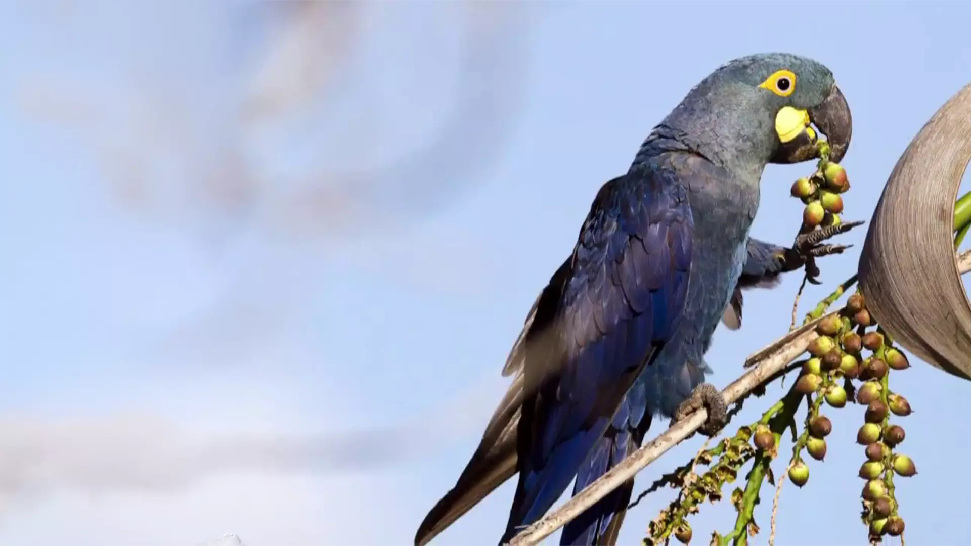 Desafio Arara de Lear - arara